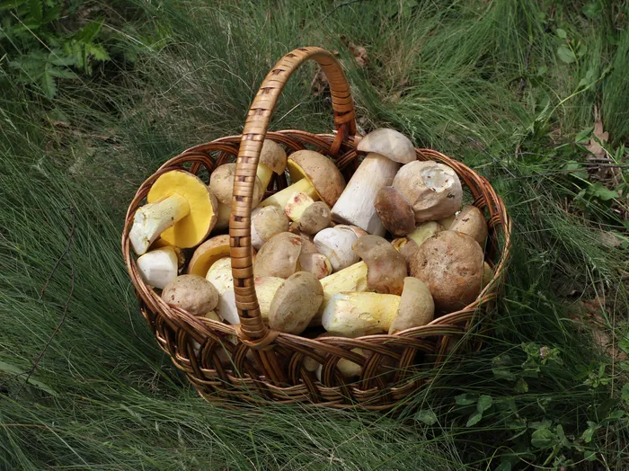 Белые грибы (Boletus edulis) — трофеи грибной охоты